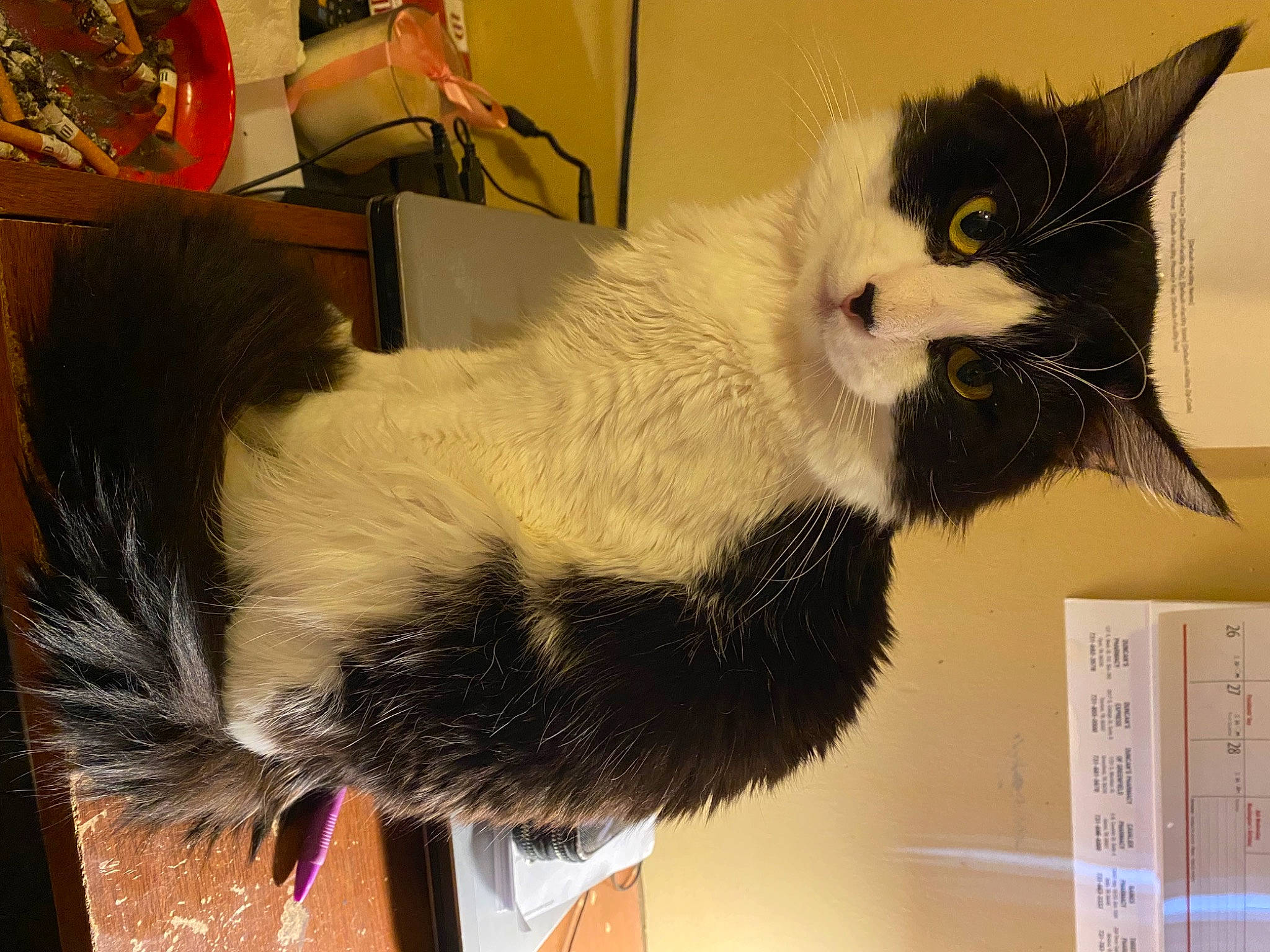 Freckles joined the competition — help win amazing prizes! cardboard, carnivore, cat, claw, collar, domestic_short_haired_cat, eye, felidae, fur, natural_material, small_to_medium_sized_cats, snout, tail, terrestrial_animal, whiskers