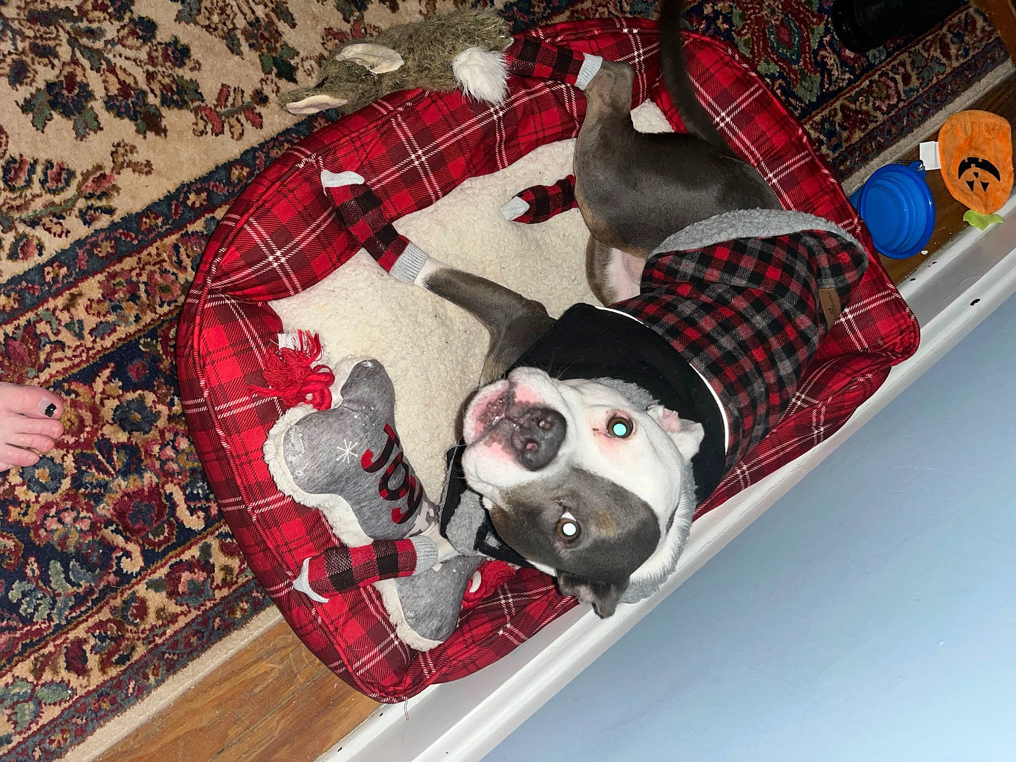 Blueberry is registered to the contest to win money with this photo: bag, carmine, carnivore, comfort, companion_dog, dog, dog_supply, eyewear, fashion_accessory, flooring, fur, goggles, linens, pattern, pet_supply, plaid, red, room, tartan, wood