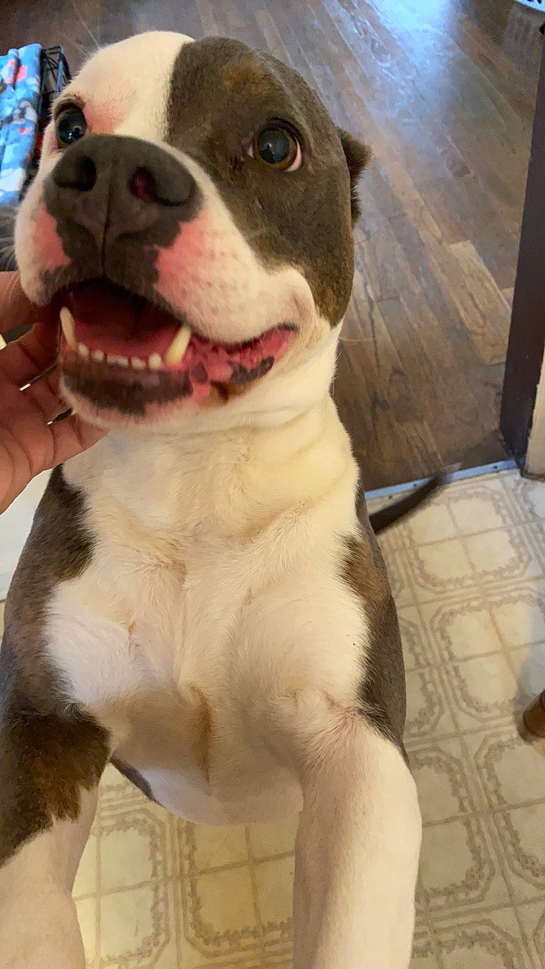 Blueberry joined the competition — help win amazing prizes! canidae, carnivore, collar, companion_dog, dog, dog_breed, dog_collar, fawn, flooring, fur, giant_dog_breed, leash, non_sporting_group, paw, pet_supply, snout, sporting_group, whiskers, working_animal, working_dog