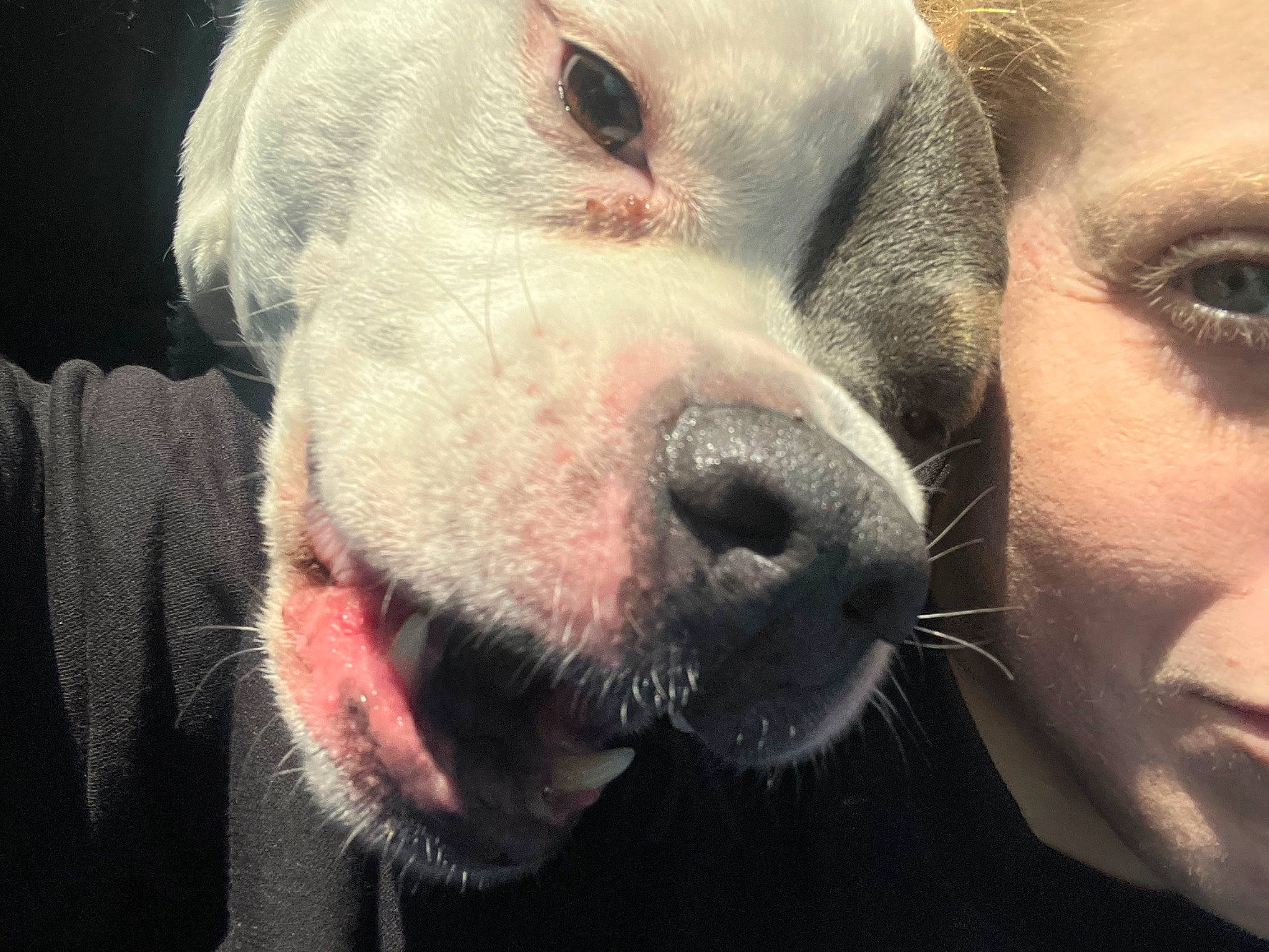 Blueberry joined the competition — help win amazing prizes! canidae, carnivore, companion_dog, dog, dog_breed, ear, eye, eyelash, fawn, fur, happy, head, jaw, liver, nose, selfie, snout, sporting_group, whiskers, working_animal