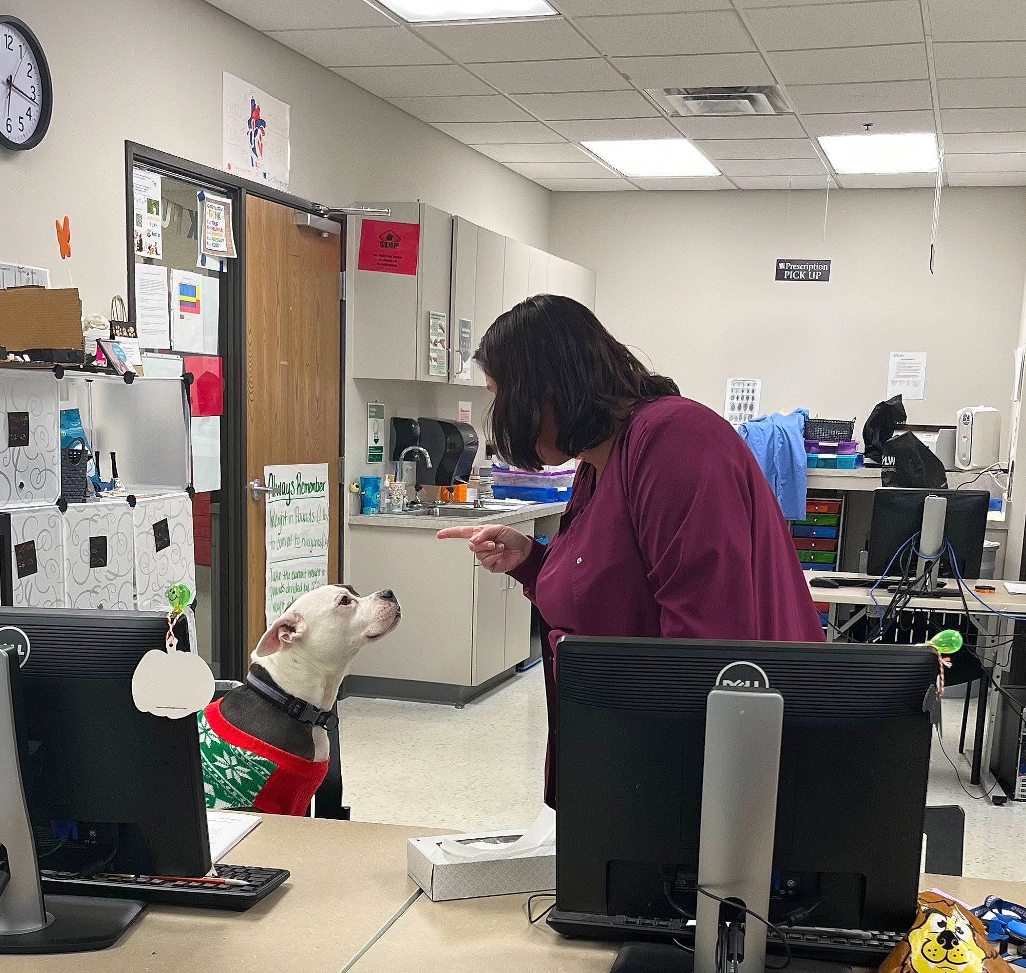 Blueberry joined the competition — help win amazing prizes! chair, clock, companion_dog, computer, computer_desk, computer_keyboard, computer_monitor, desk, desktop_computer, dog, engineering, job, laptop, machine, office_equipment, office_supplies, peripheral, personal_computer, table, toy