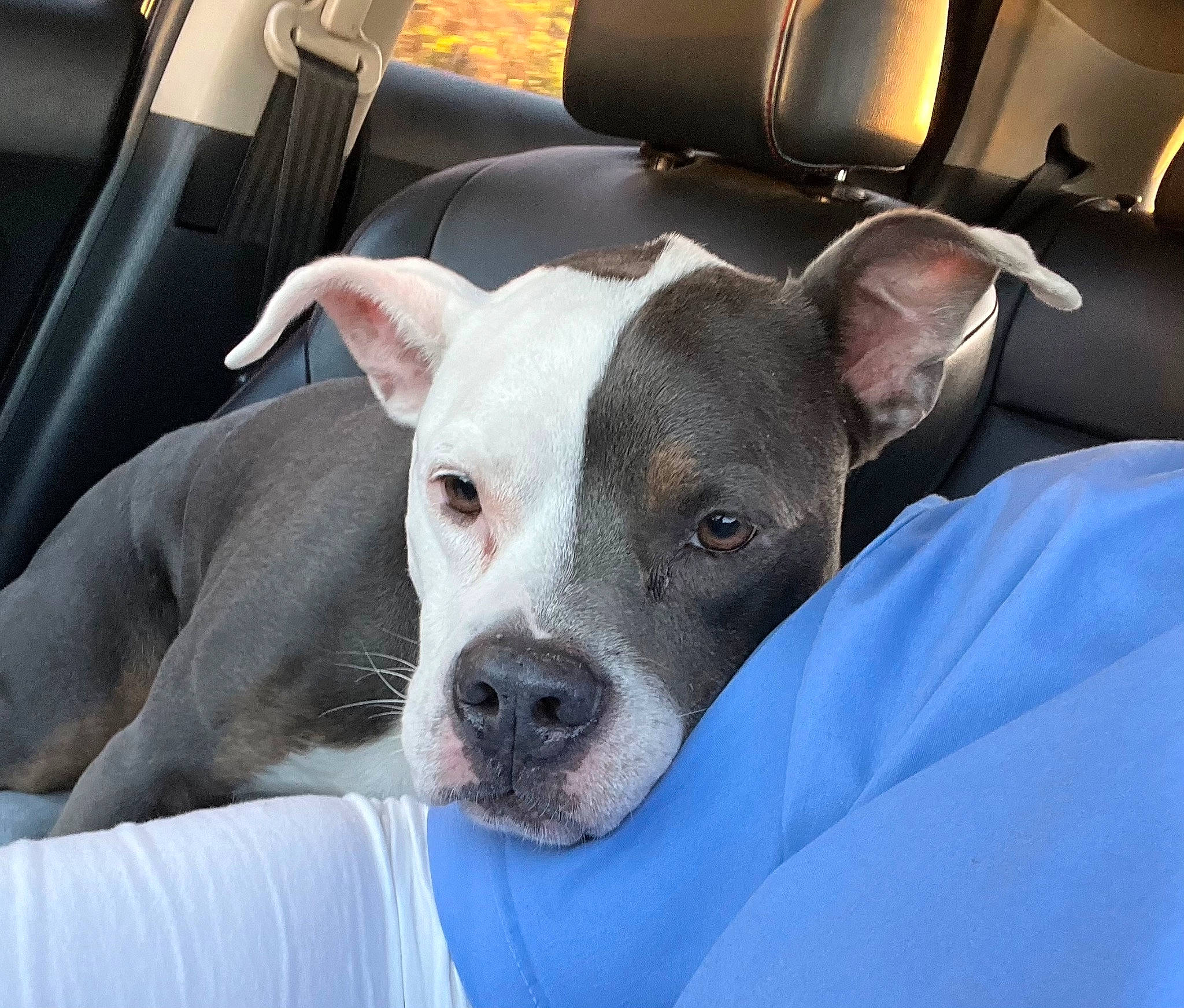 Blueberry is registered to the contest to win money with this photo: auto_part, canidae, car, car_seat, carnivore, collar, comfort, companion_dog, dog, dog_breed, fawn, head, non_sporting_group, snout, sporting_group, terrestrial_animal, vehicle_door, whiskers, working_animal