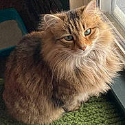 Genevieve is registered to the contest to win money with this photo: alert, cat, closeup, cozy, ears, feline, fluffy, fur, golden_brown, green_eyes, home, indoors, longhaired, pet, portrait, rug, sitting, sunlight, whiskers, window