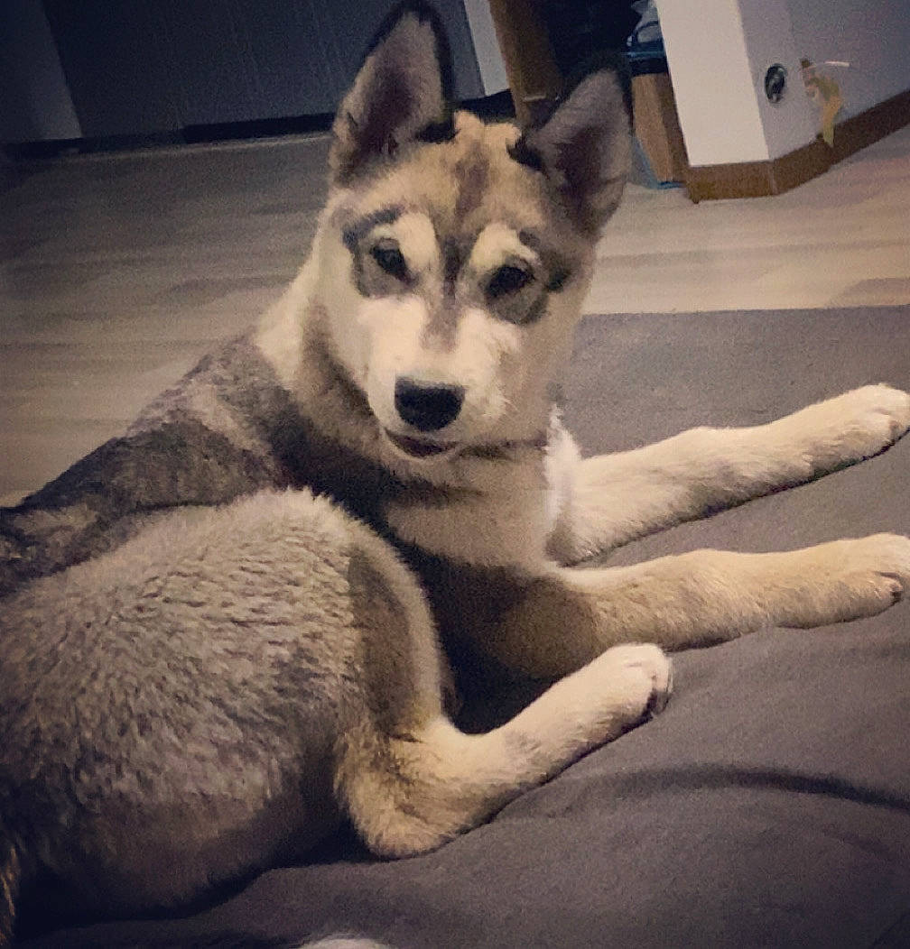 Kiara participe au concours pour gagner de l'argent avec cette photo : canidae, canis, carnivore, cloud, comfort, companion_dog, dog, dog_breed, flooring, fur, happy, jaw, meteorological_phenomenon, mountain, sky, sled_dog, snout, sporting_group, square, wolf