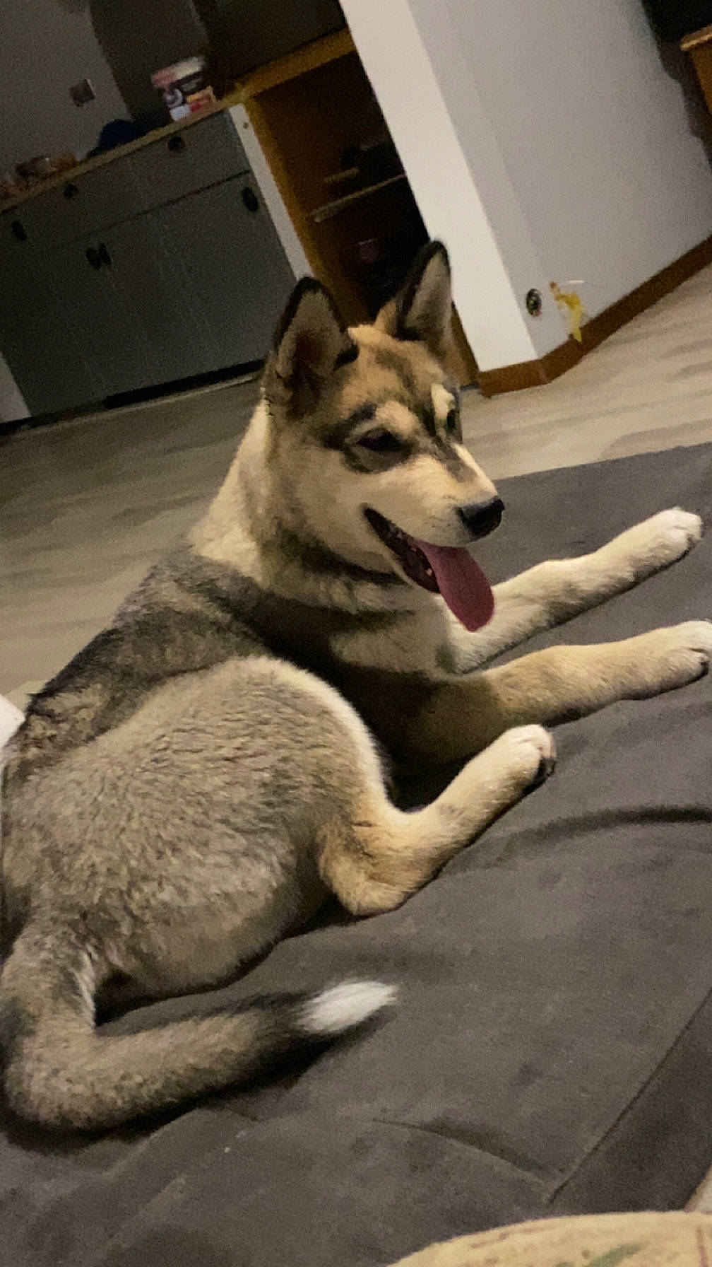 Kiara a rejoint le concours — aidez-le/la à gagner de superbes lots ! canidae, canis, carnivore, companion_dog, dog, dog_breed, door, fawn, flooring, foot, fur, jaw, paw, snout, sporting_group, tail, tree, wood, working_animal, working_dog