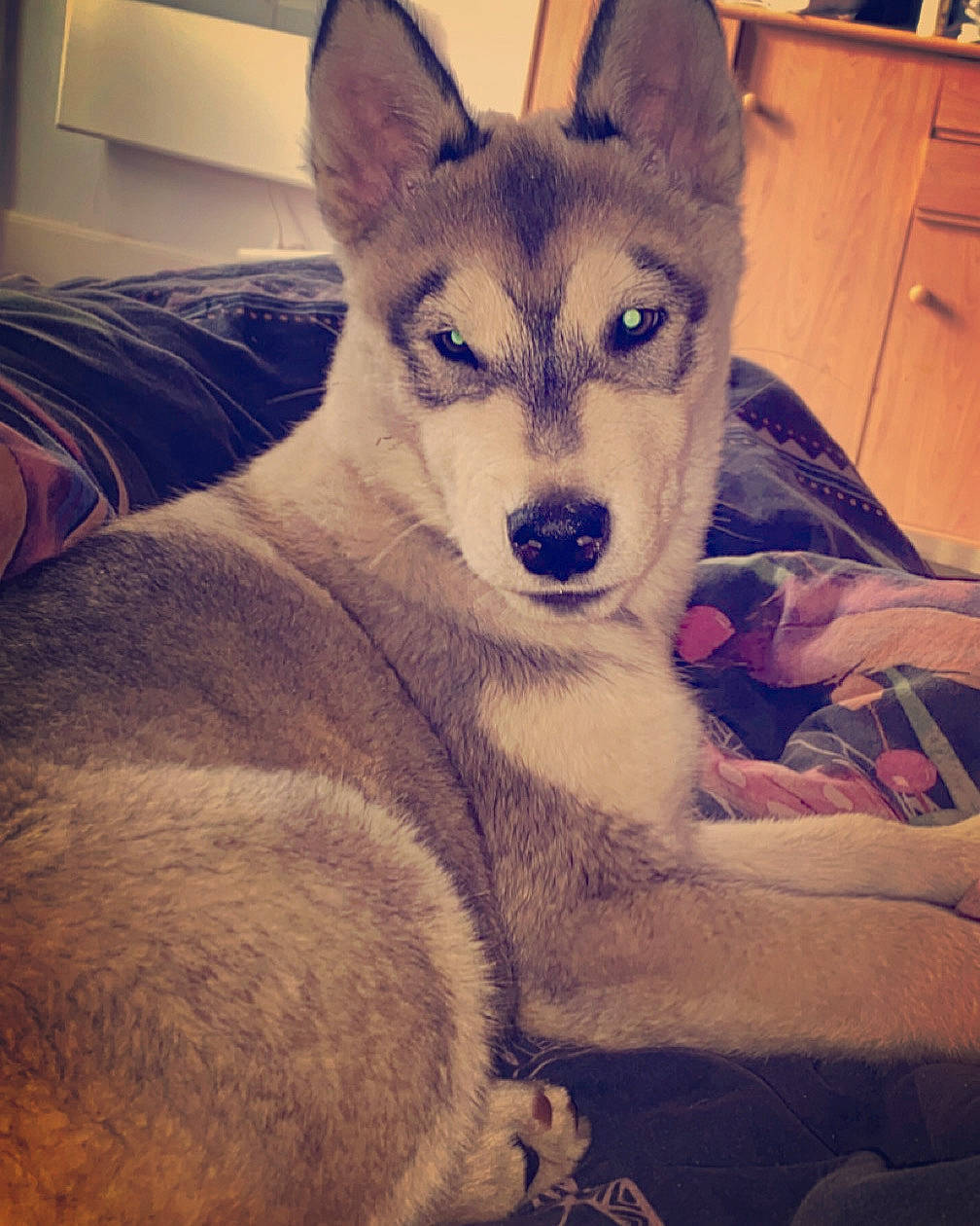 Kiara a rejoint le concours — aidez-le/la à gagner de superbes lots ! cabinetry, canidae, canis, carnivore, chest_of_drawers, comfort, companion_dog, dog, dog_breed, fawn, fur, jaw, sitting, sled_dog, snout, square, terrestrial_animal, whiskers, wolf, working_animal