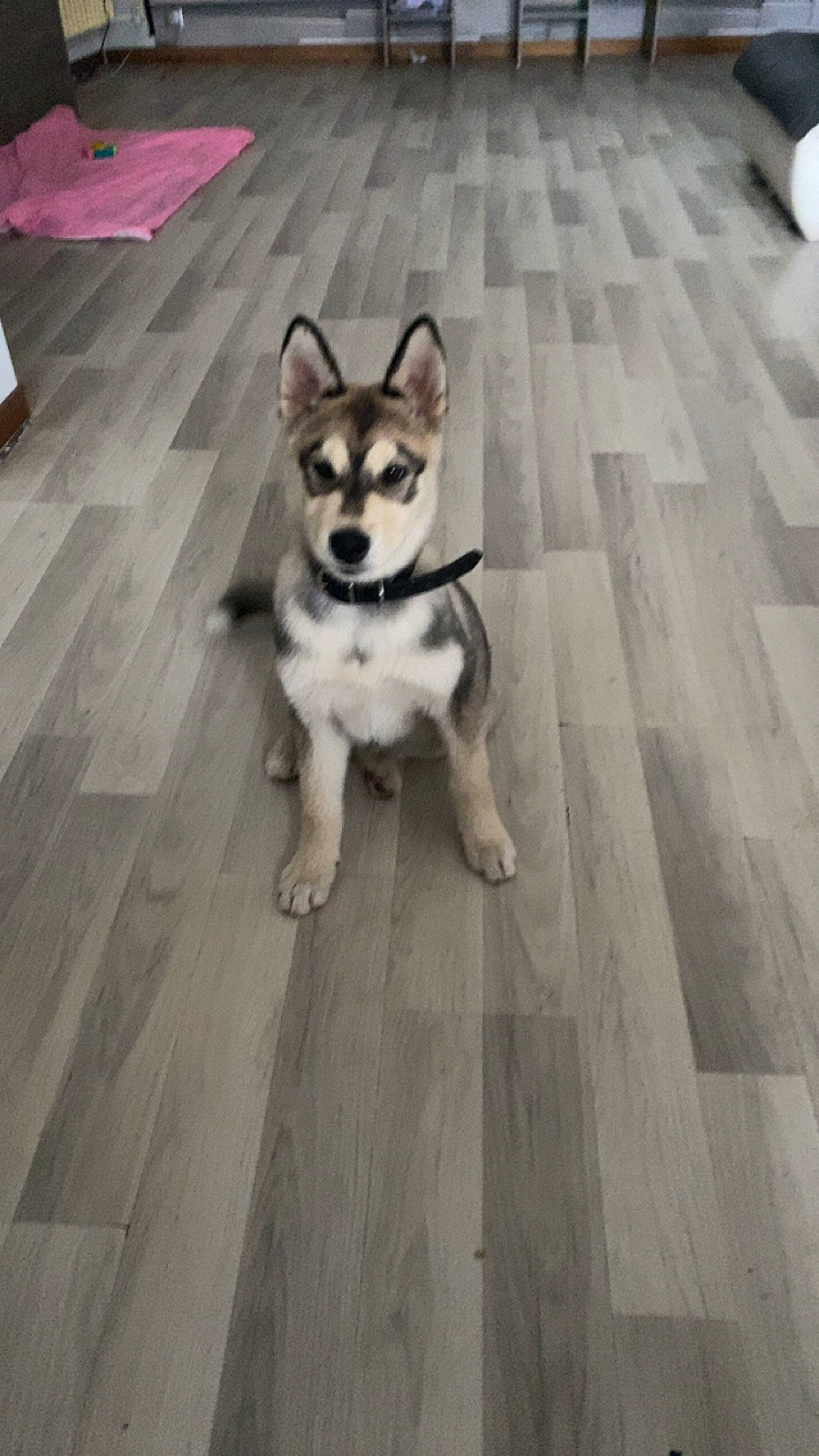 Kiara a rejoint le concours — aidez-le/la à gagner de superbes lots ! carnivore, companion_dog, dog, dog_breed, fawn, floor, flooring, fur, grey, hardwood, laminate_flooring, paw, plank, road_surface, snout, tail, window, wood, wood_flooring, working_animal