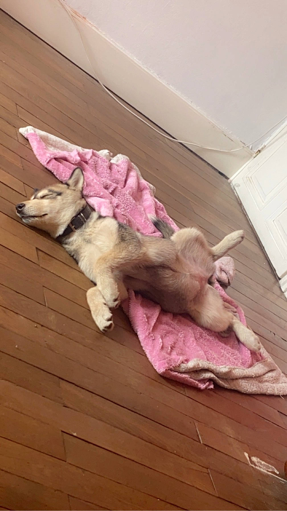 Kiara a rejoint le concours — aidez-le/la à gagner de superbes lots ! canidae, carnivore, comfort, companion_dog, dog, dog_breed, fawn, felidae, flooring, fur, hardwood, liver, paw, pet_supply, pink, small_to_medium_sized_cats, sporting_group, tail, wood, working_animal