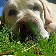 Ready participe au concours pour gagner de l'argent avec cette photo : animal, blue_sky, canine, close_up, daytime, dog, fur, grass, green, lying_down, muzzle, nature, nose, outdoor, pet, portrait, relaxed, snout, summer, sunlight
