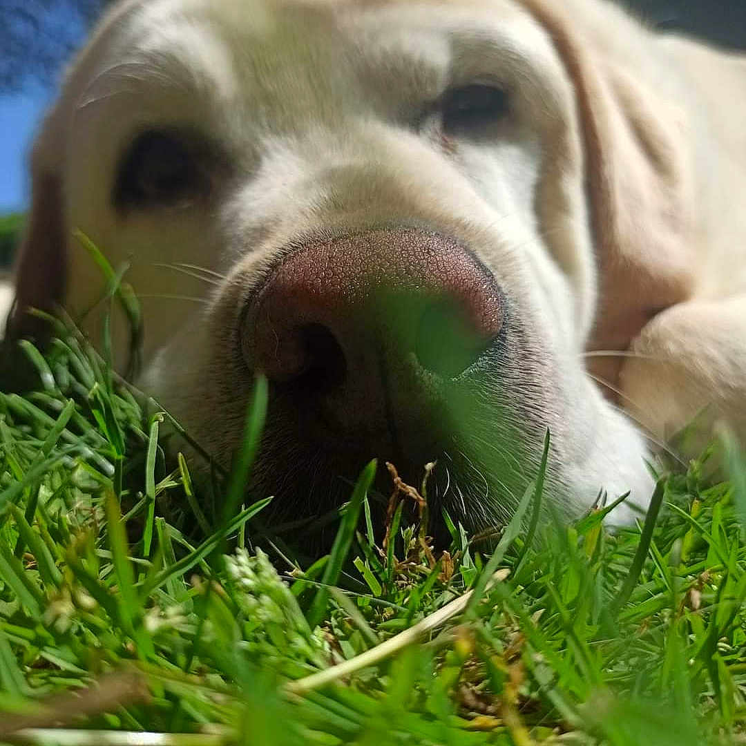 Ready participe au concours pour gagner de l'argent avec cette photo : animal, blue_sky, canine, close_up, daytime, dog, fur, grass, green, lying_down, muzzle, nature, nose, outdoor, pet, portrait, relaxed, snout, summer, sunlight