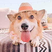 Sammi joined the competition — help win amazing prizes! dog, corgi, tongue_out, hat, bow_tie, pet, animal, cute, smiling, outdoor, blanket, patterned, fur, ears, nose, paws, sunlight, happy, close_up, portrait