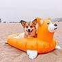 Sammi is registered to the contest to win money with this photo: dog, corgi, inflatable_float, beach, sand, smiling, animal, tongue_out, summer, vacation, pet, outdoor, recreation, water_toy, fun, cute, happy, animal_face, playful, sunny