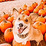 dog, corgi, pumpkin, pumpkin_patch, animal, pet, happy, smiling, outdoor, fall, autumn, bandana, orange, cute, tongue_out, ears_up, fur, ground, nature, festive