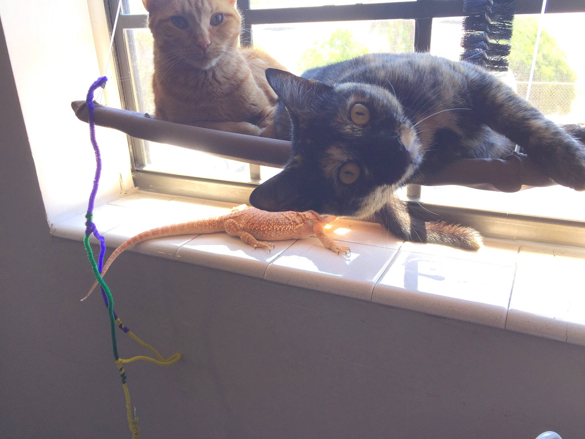 Rina is registered to the contest to win money with this photo: black_cat, canidae, carnivore, cat, devon_rex, felidae, kitten, russian_blue, small_to_medium_sized_cats, tail