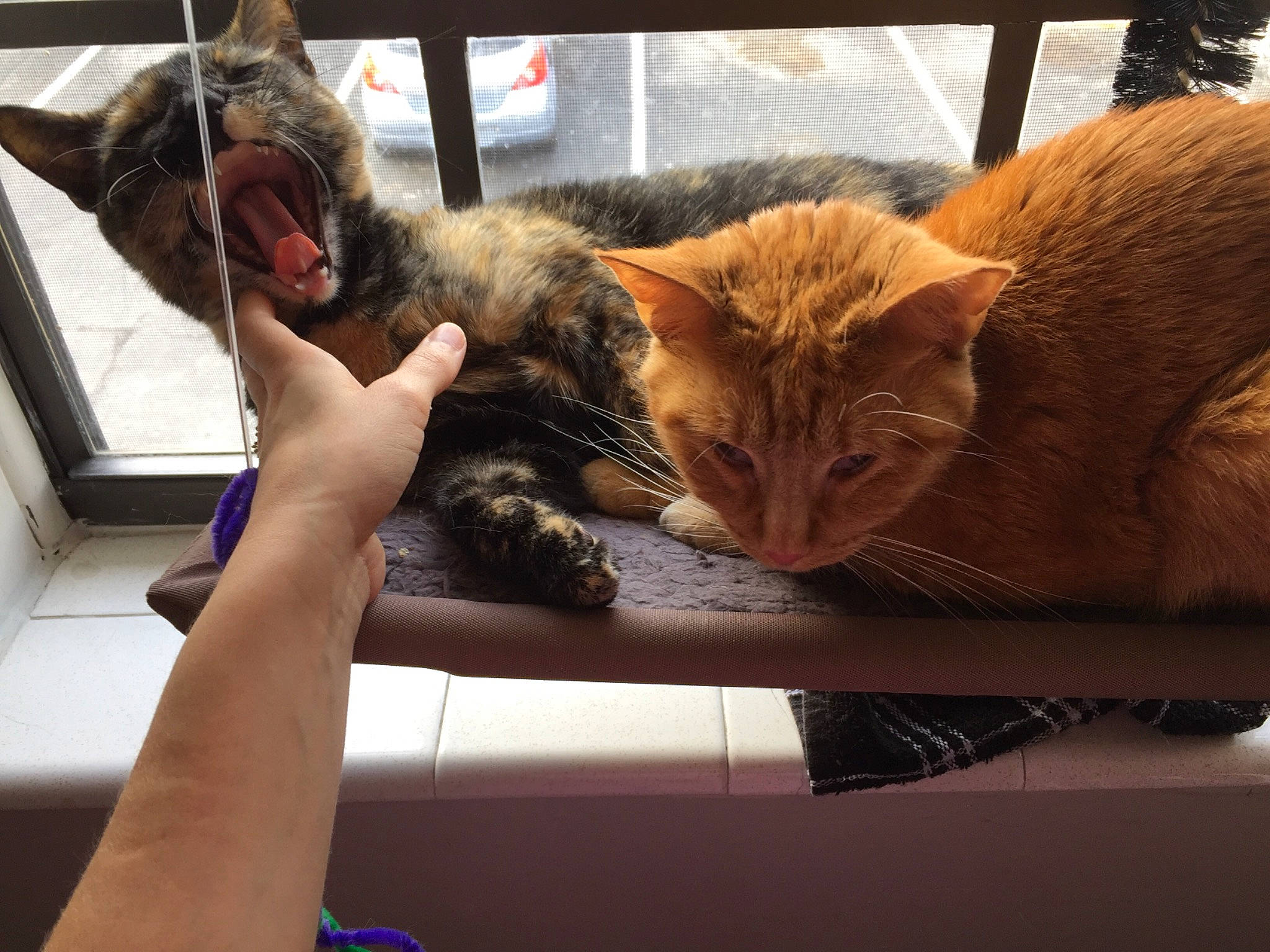 Rina is registered to the contest to win money with this photo: asian, carnivore, cat, domestic_short_haired_cat, dragon_li, ear, european_shorthair, fawn, felidae, fur, german_rex, gesture, kitten, oriental_longhair, small_to_medium_sized_cats, tabby_cat, whiskers