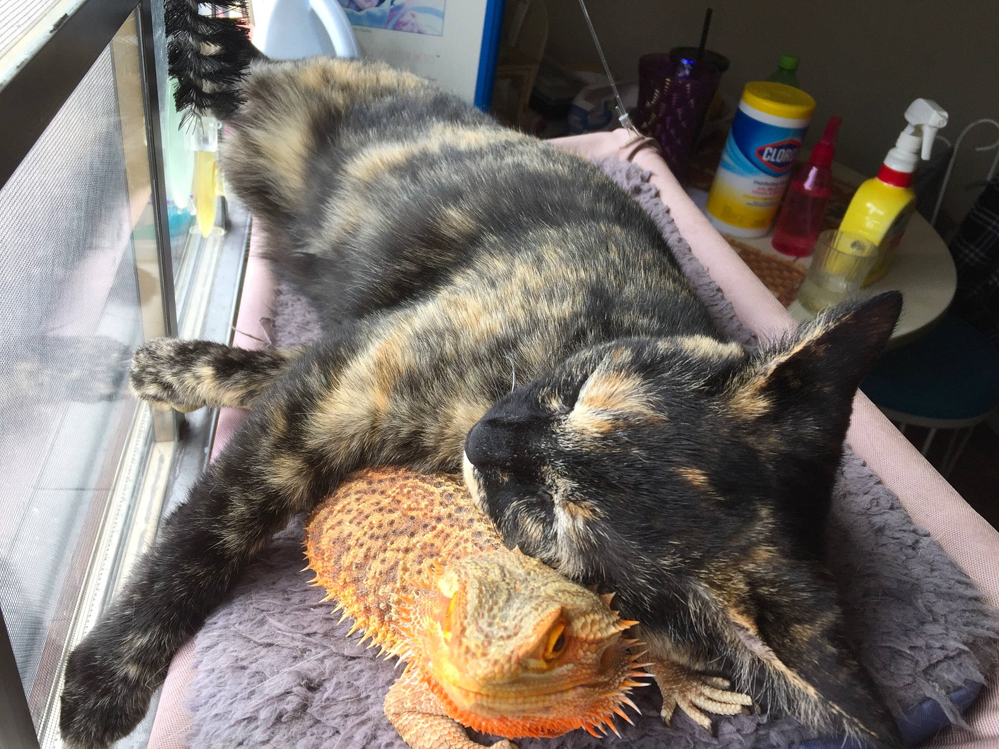 Rina is registered to the contest to win money with this photo: canidae, carnivore, cat, claw, domestic_short_haired_cat, european_shorthair, felidae, fur, german_rex, kitten, nap, paw, skin, sleep, small_to_medium_sized_cats, snout, tabby_cat, tail, whiskers