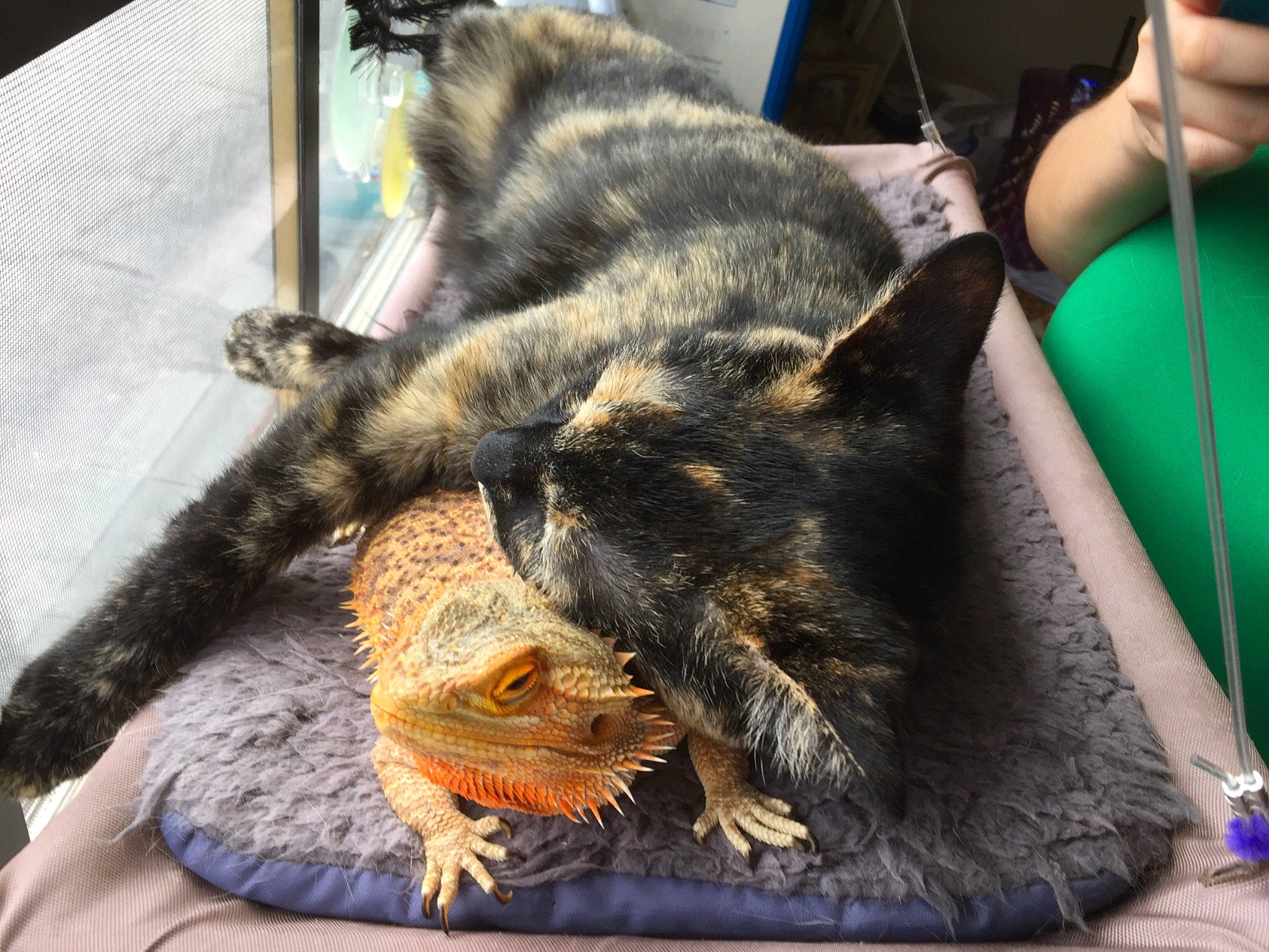 Rina joined the competition — help win amazing prizes! asian, carnivore, cat, claw, domestic_short_haired_cat, dragon_li, european_shorthair, felidae, fur, german_rex, kitten, nap, skin, sleep, small_to_medium_sized_cats, tabby_cat, whiskers