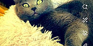 Molly a rejoint le concours — aidez-le/la à gagner de superbes lots ! cat, gray_cat, pet, animal, feline, yellow_eyes, fluffy, fur, blanket, shaggy, indoor, relaxed, resting, cute, closeup, portrait, looking, soft, comfort, domestic
