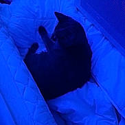 Molly participe au concours pour gagner de l'argent avec cette photo : cat, blanket, bed, sleeping, blue_light, indoor, pet, feline, comfort, cozy, resting, quiet, fur, animal, soft, warm, relaxing, mammal, domestic_animal, night