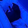 cat, blanket, bed, sleeping, blue_light, indoor, pet, feline, comfort, cozy, resting, quiet, fur, animal, soft, warm, relaxing, mammal, domestic_animal, night
