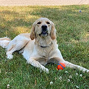 Berleoz joined the competition — help win amazing prizes! dog, golden_retriever, grass, outdoor, pet, animal, ball, playing, canine, summer, nature, laying_down, fur, collar, toy, relaxed, park, sunlight, greenery, cute