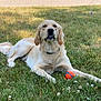 dog, golden_retriever, grass, outdoor, pet, animal, ball, playing, canine, summer, nature, laying_down, fur, collar, toy, relaxed, park, sunlight, greenery, cute