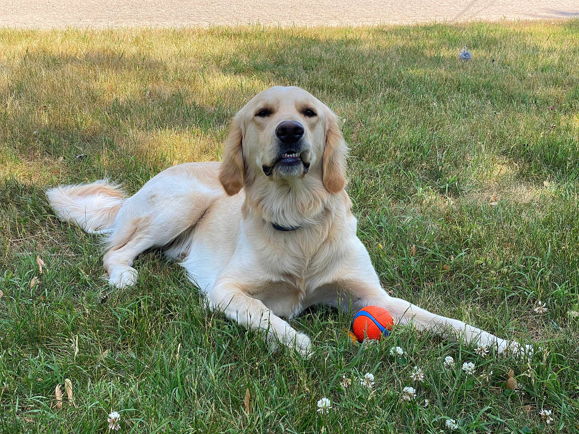 Berleoz joined the competition — help win amazing prizes! dog, golden_retriever, grass, outdoor, pet, animal, ball, playing, canine, summer, nature, laying_down, fur, collar, toy, relaxed, park, sunlight, greenery, cute