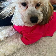 Jax joined the competition — help win amazing prizes! dog, white_dog, curly_fur, pet_clothing, red_shirt, carpet, indoor, close_up, cute, animal, paw, fur, relaxed, companion, domestic_animal, laying_down, canine, soft_texture, pet, adorable