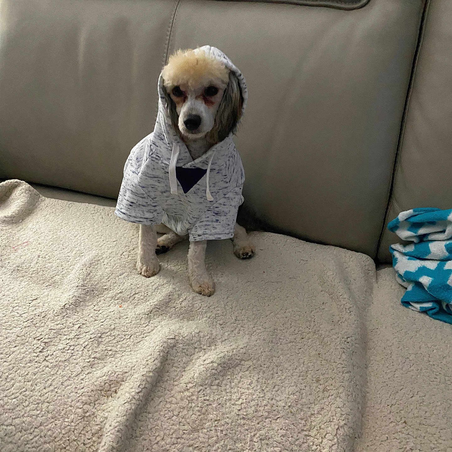 Jax is registered to the contest to win money with this photo: animal, blanket, calm, companion, couch, cozy, cute, dog, domestic, fur, furniture, hoodie, indoor, looking, pet, portrait, resting, seated, small_dog, soft_texture