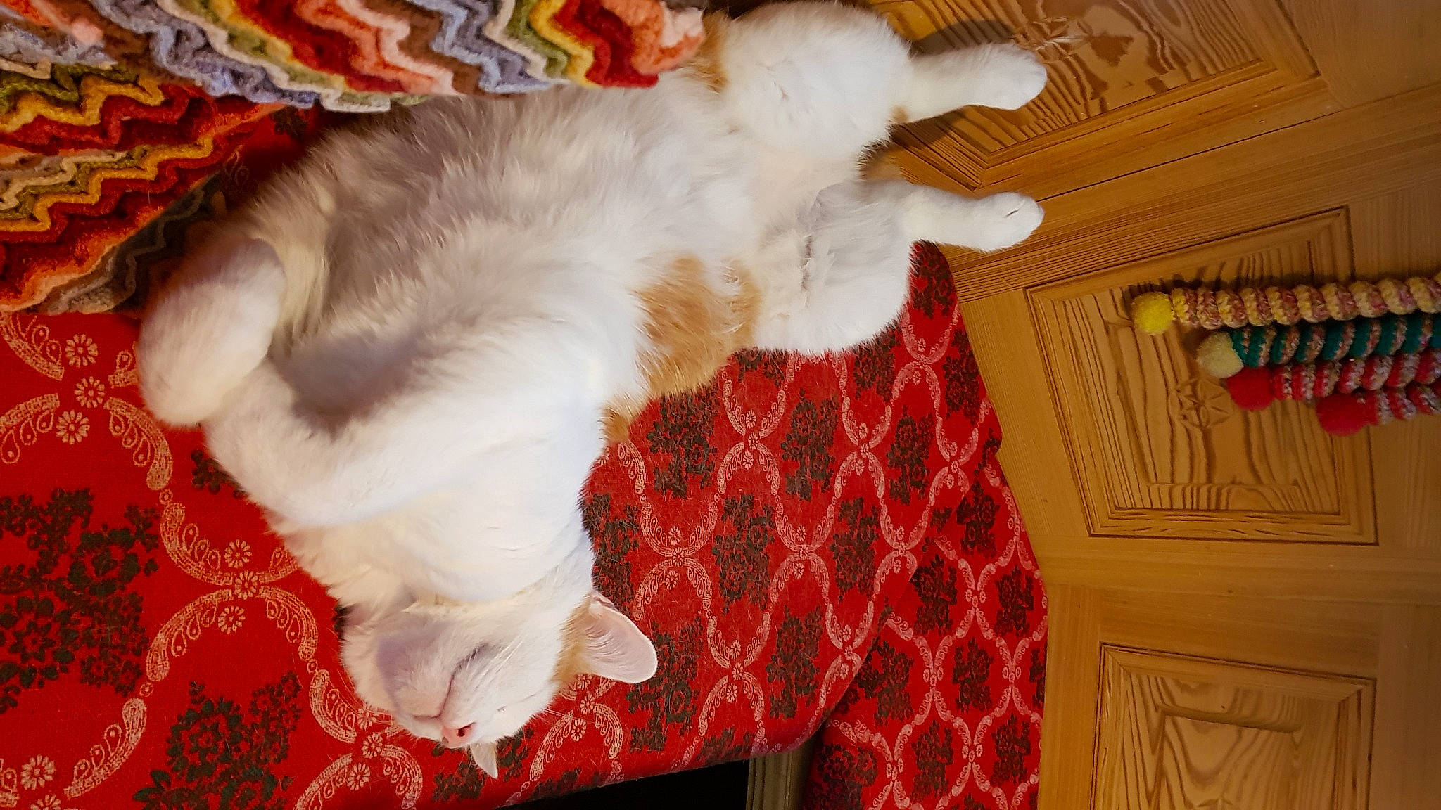 Aladin a rejoint le concours — aidez-le/la à gagner de superbes lots ! carnivore, carpet, cat, comfort, companion_dog, dog_breed, event, fawn, felidae, flooring, fur, hardwood, pattern, paw, room, small_to_medium_sized_cats, sporting_group, tail, whiskers, wood