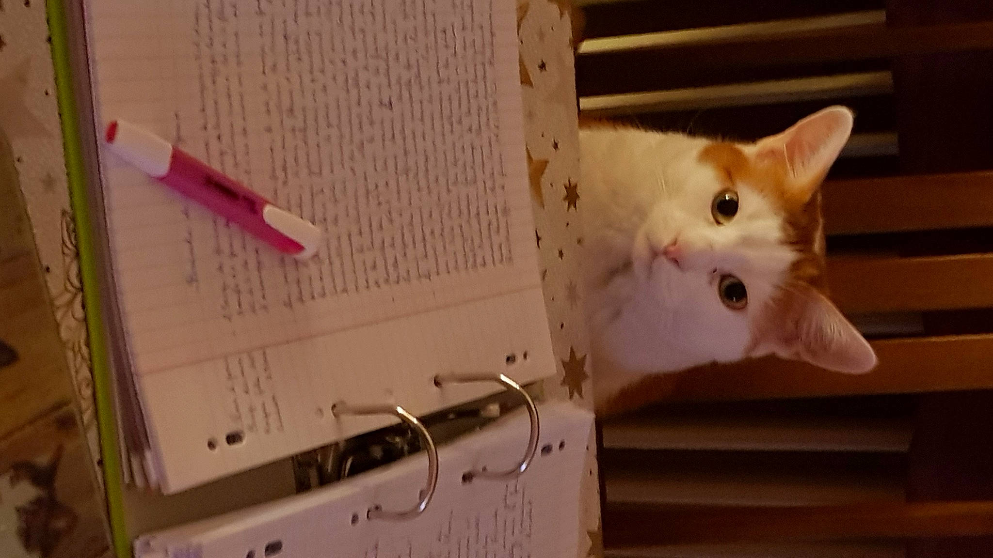 Aladin a rejoint le concours — aidez-le/la à gagner de superbes lots ! carnivore, cat, domestic_short_haired_cat, felidae, font, fur, measuring_instrument, office_equipment, office_supplies, paper, paper_product, small_to_medium_sized_cats, tail, whiskers, wire, wood