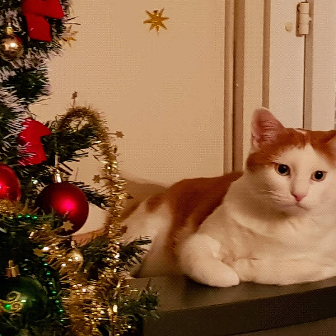 Aladin a rejoint le concours — aidez-le/la à gagner de superbes lots ! carnivore, cat, christmas_decoration, christmas_ornament, christmas_tree, event, evergreen, fawn, felidae, holiday, holiday_ornament, light, ornament, small_to_medium_sized_cats, snout, tail, whiskers, white, window, wood