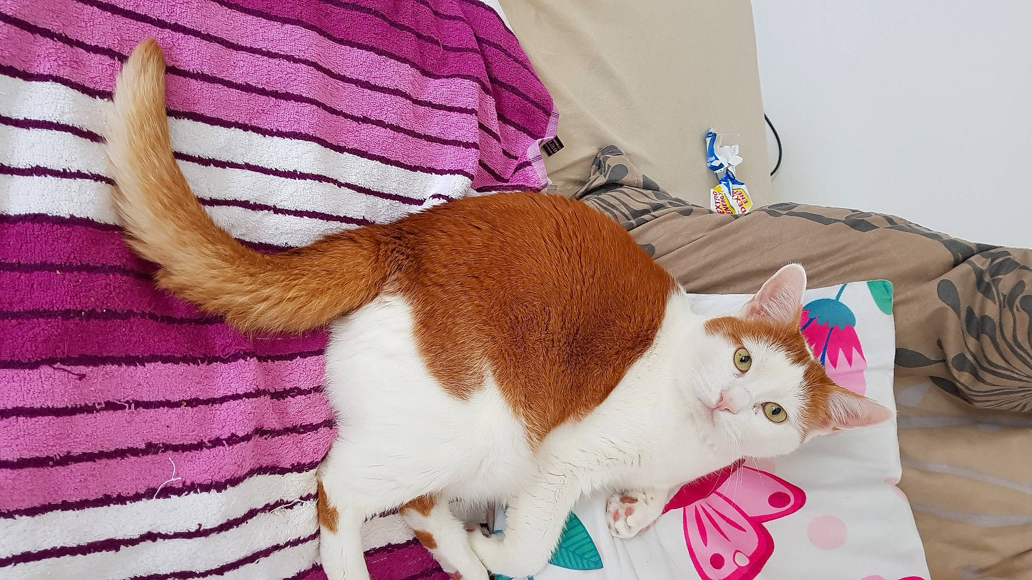 Aladin a rejoint le concours — aidez-le/la à gagner de superbes lots ! carnivore, cat, cat_supply, claw, collar, comfort, companion_dog, domestic_short_haired_cat, fawn, felidae, fur, lap, linens, magenta, pattern, paw, pet_supply, small_to_medium_sized_cats, tail, whiskers