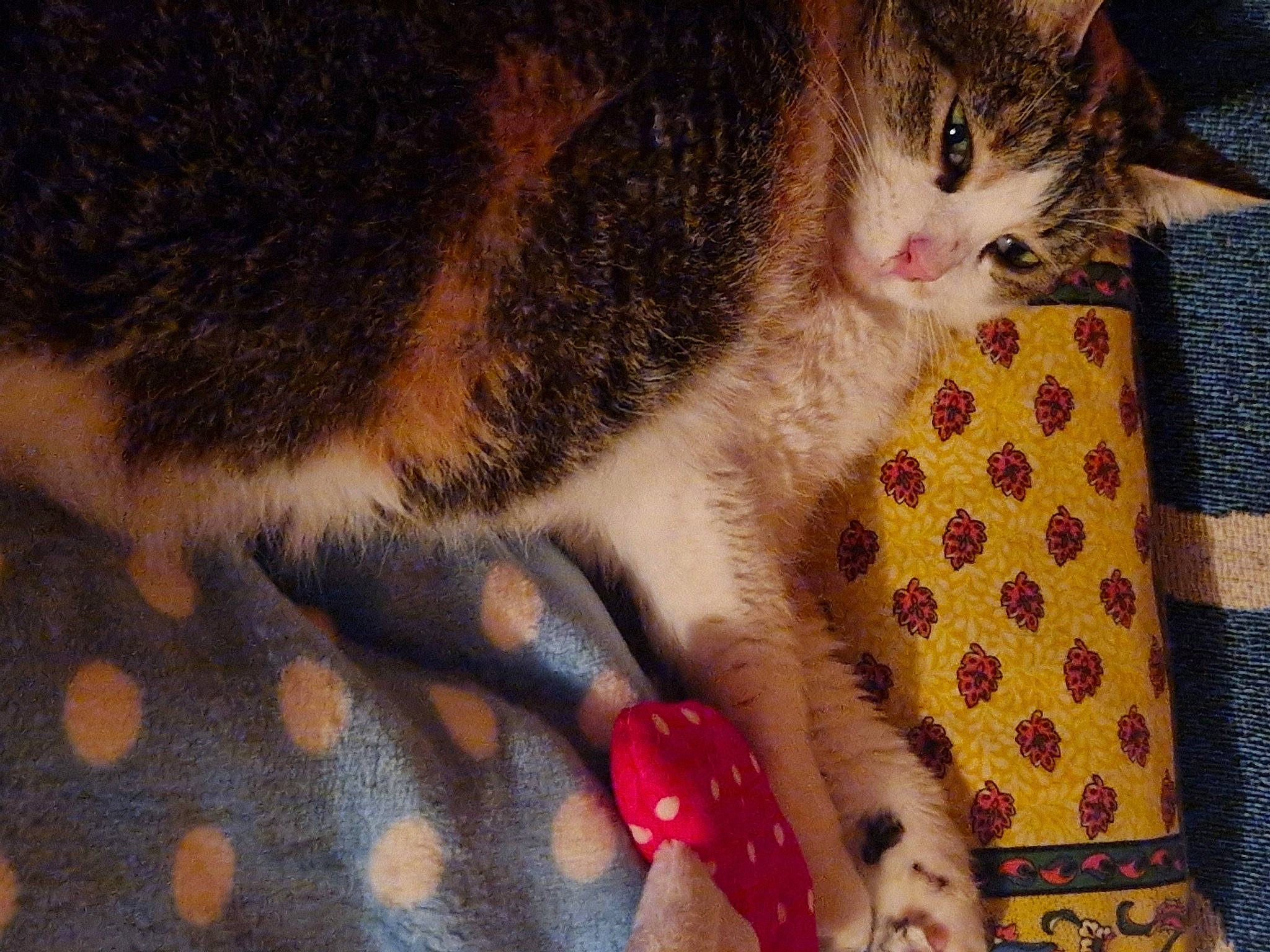 Stella participe au concours pour gagner de l'argent avec cette photo : carnivore, cat, cat_supply, claw, comfort, domestic_short_haired_cat, fawn, felidae, foot, fur, lap, nail, pattern, paw, small_to_medium_sized_cats, snout, tail, tartan, textile, whiskers