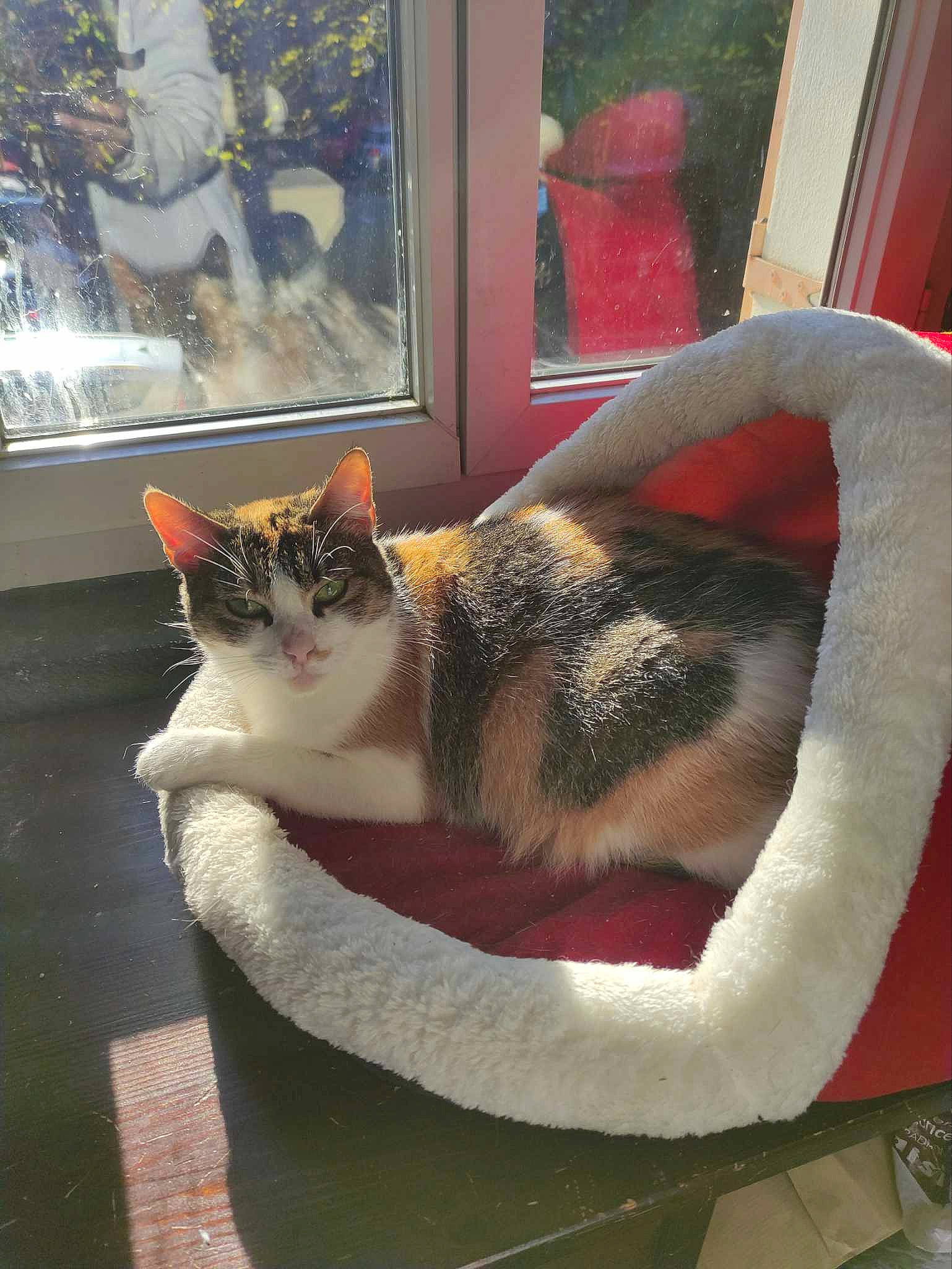 Stella participe au concours pour gagner de l'argent avec cette photo : carnivore, cat, cat_bed, cat_furniture, cat_supply, comfort, couch, domestic_short_haired_cat, fawn, felidae, fur, linens, paw, pet_supply, plant, small_to_medium_sized_cats, tail, whiskers, window, wood