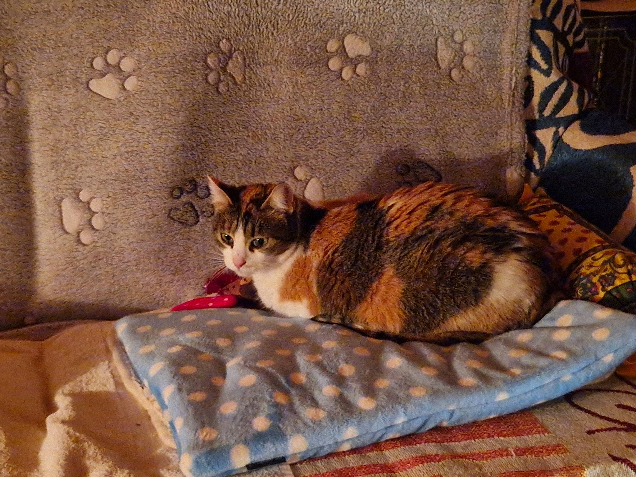 Stella a rejoint le concours — aidez-le/la à gagner de superbes lots ! bedding, carnivore, cat, cat_supply, comfort, couch, domestic_short_haired_cat, fawn, felidae, flooring, fur, linens, nap, room, small_to_medium_sized_cats, tail, textile, tree, whiskers, wood