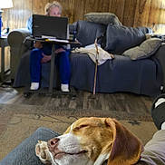 Buckeye is registered to the contest to win money with this photo: blanket, cane, casual, comfort, couch, dog, floor, furniture, home, indoor, lap, laptop, person, pet, pillow, relaxation, rug, sleeping, socks, wood_paneling
