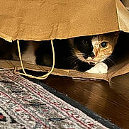 Sami joined the competition — help win amazing prizes! animal, calico, cat, close_up, cozy, curious, eyes, face, floor, hiding, home, indoor, paper_bag, paws, pet, playful, rug, shadow, whiskers, wooden_floor