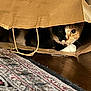 animal, calico, cat, close_up, cozy, curious, eyes, face, floor, hiding, home, indoor, paper_bag, paws, pet, playful, rug, shadow, whiskers, wooden_floor