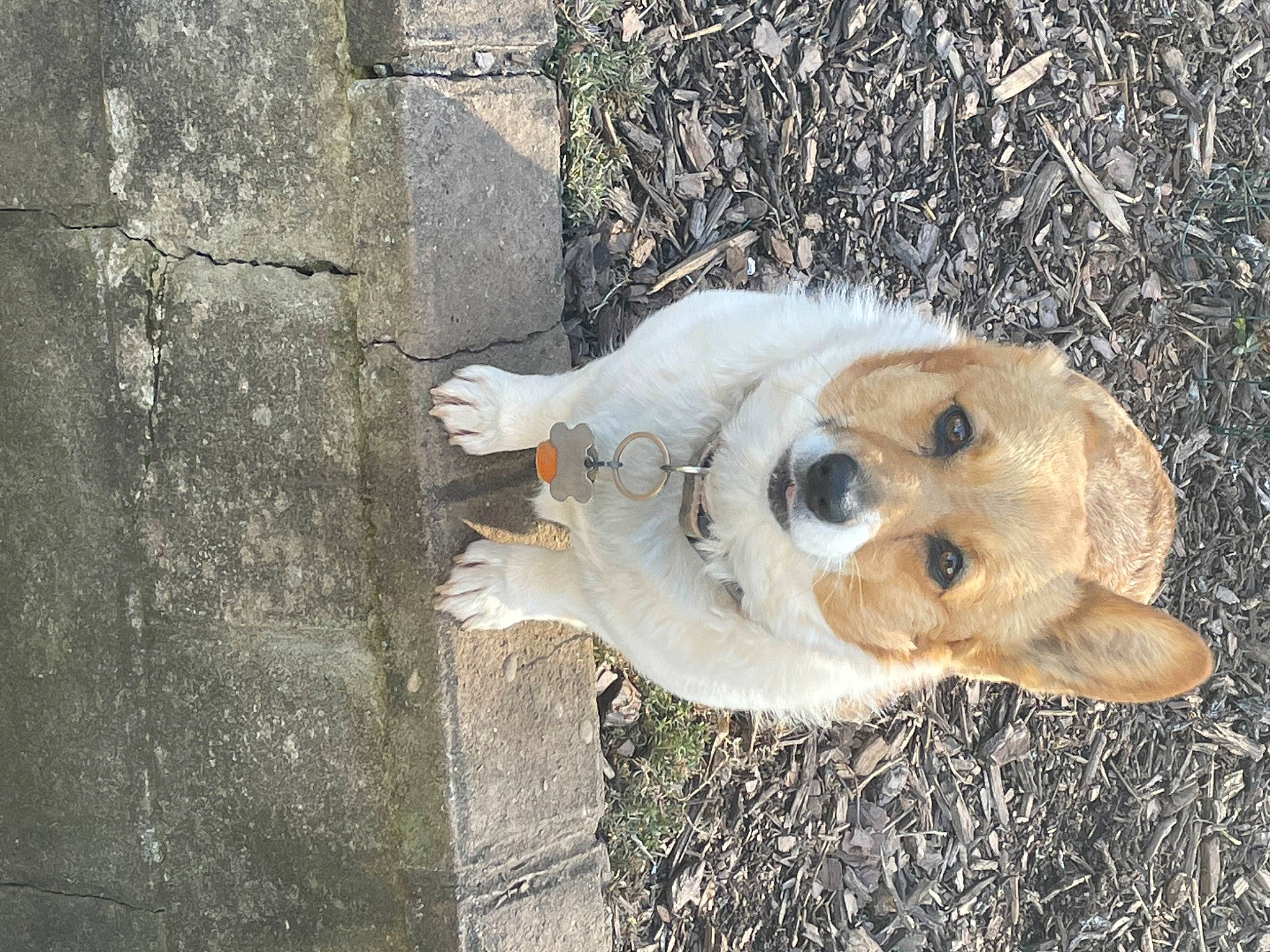 Jesse is registered to the contest to win money with this photo: ancient_dog_breeds, ball, carnivore, companion_dog, concrete, dog, dog_breed, football, fur, golden_retriever, labrador_retriever, non_sporting_group, paw, puppy, retriever, road_surface, street_dog, terrestrial_animal, whiskers, working_animal