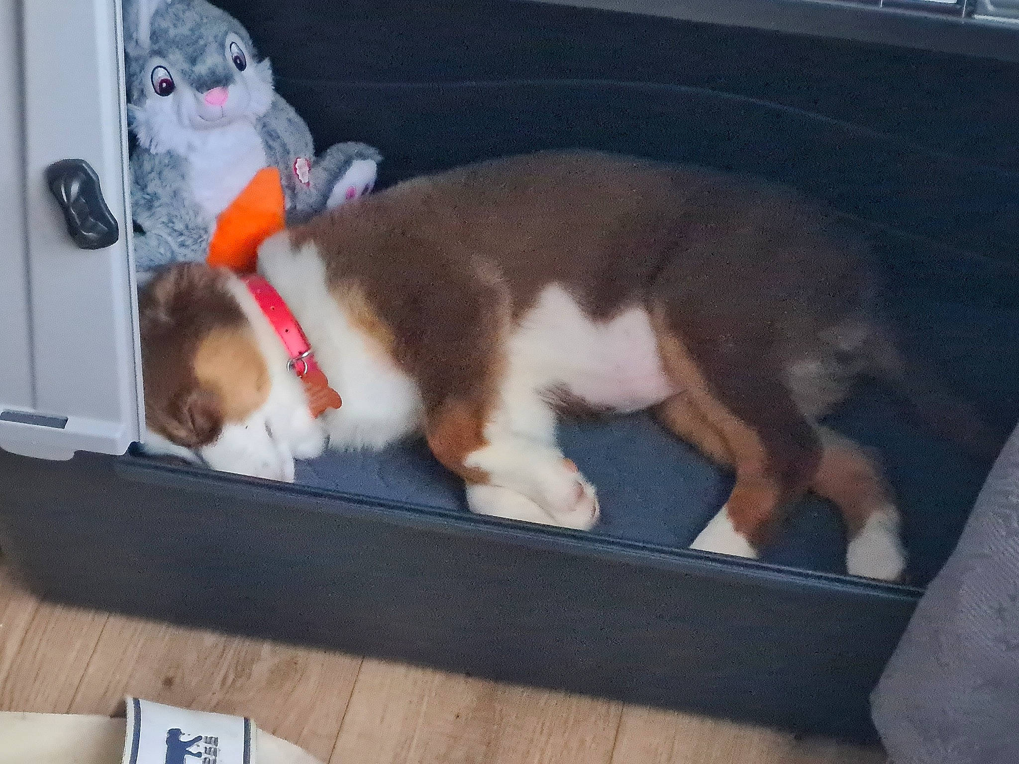 Unah participe au concours pour gagner de l'argent avec cette photo : auto_part, canidae, carnivore, comfort, companion_dog, couch, dog_breed, fawn, felidae, fur, lap, paw, small_to_medium_sized_cats, sporting_group, stuffed_toy, tail, toy, vehicle, vehicle_door, whiskers