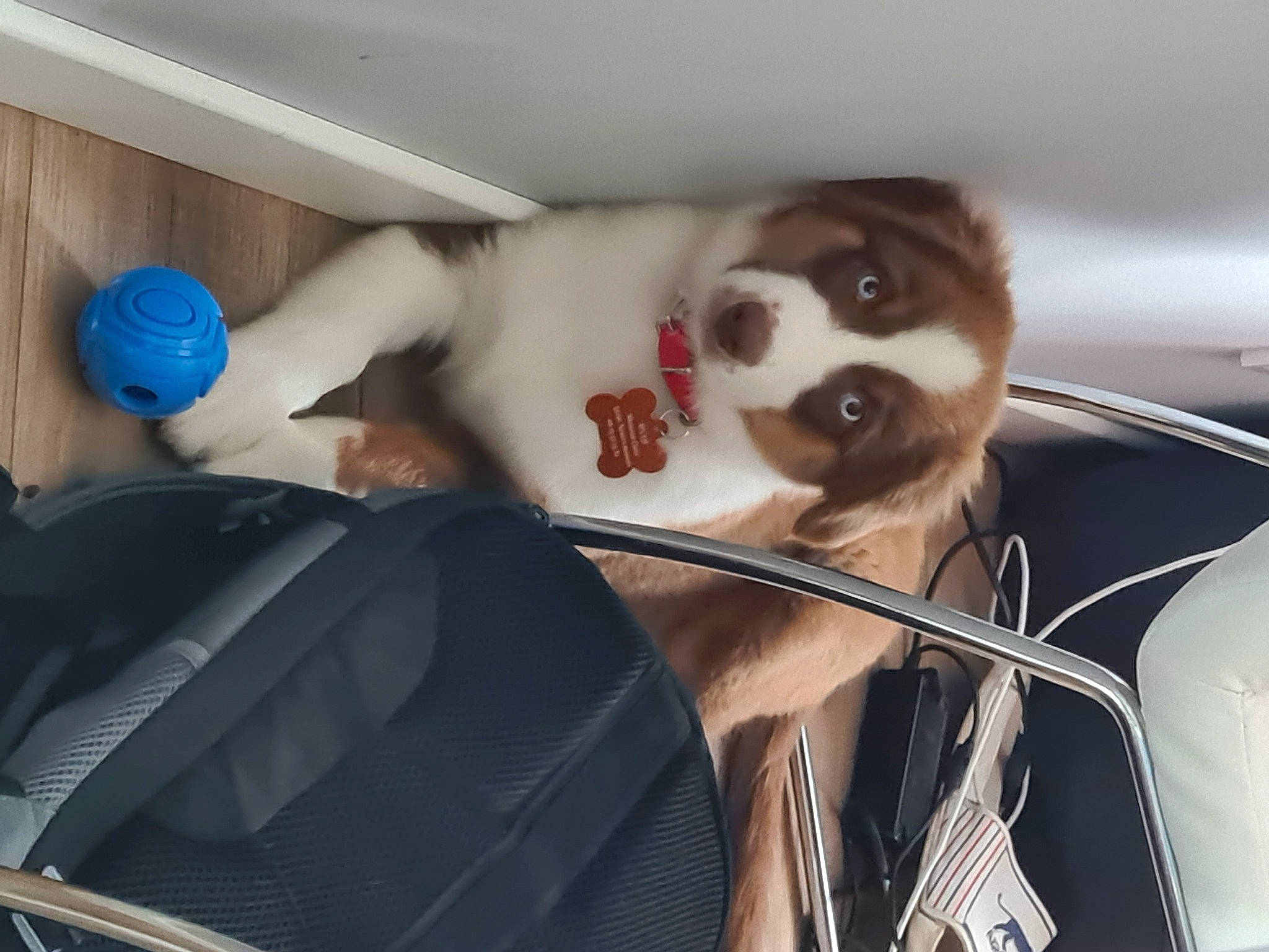 Unah a rejoint le concours — aidez-le/la à gagner de superbes lots ! auto_part, automotive_design, automotive_exterior, car_seat, carnivore, comfort, companion_dog, dog, dog_breed, eyewear, fawn, fur, human_leg, motor_vehicle, snout, sporting_group, thigh, vehicle, vehicle_door, windshield