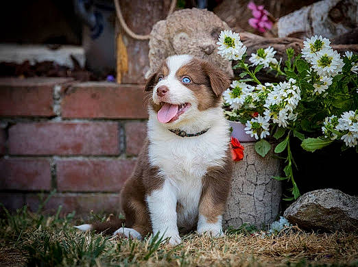 Unah a rejoint le concours — aidez-le/la à gagner de superbes lots ! annual_plant, carnivore, companion_dog, dog, dog_breed, fang, fawn, flower, flowerpot, grass, groundcover, herbaceous_plant, houseplant, petal, plant, snout, soil, sporting_group, toy_dog, whiskers