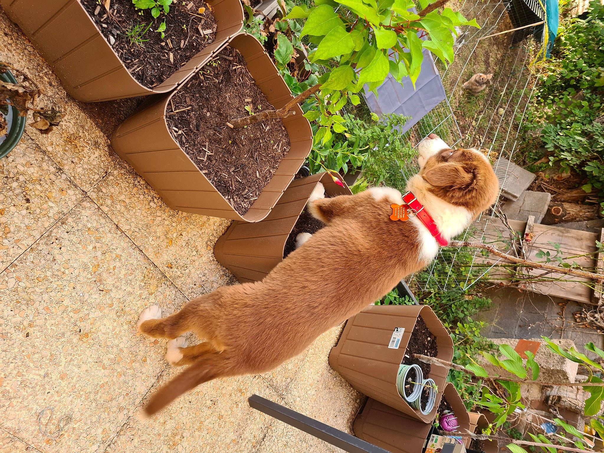 Unah participe au concours pour gagner de l'argent avec cette photo : art, carnivore, collar, companion_dog, dog, dog_breed, dog_supply, fawn, flowerpot, grass, herb, non_sporting_group, outdoor_furniture, pet_supply, plant, soil, sporting_group, tail, wood, working_animal