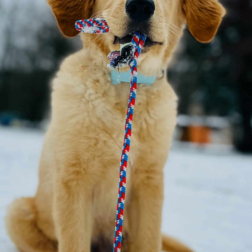Apy a rejoint le concours — aidez-le/la à gagner de superbes lots ! dog, puppy, golden_retriever, snow, toy, rope_toy, green_ball, outdoor, pet, animal, playful, winter, cute, fur, collar, young_dog, sitting, nature, cold, canine