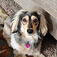 Wren is registered to the contest to win money with this photo: dog, pet, indoor, carpet, couch, fur, fluffy, tag, heart_shaped_tag, brown_eyes, long_ears, animal, cute, domestic_animal, portrait, looking_at_camera, sitting, cozy, home, companion