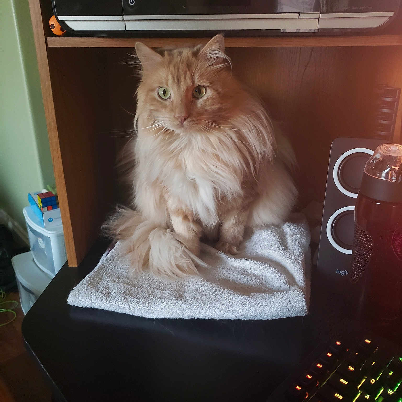 Bait is registered to the contest to win money with this photo: american_curl, british_longhair, british_semi_longhair, carnivore, cat, domestic_long_haired_cat, fawn, felidae, fur, kitten, laperm, long_hair, maine_coon, napoleon_cat, norwegian_forest_cat, persian, ragamuffin, siberian, small_to_medium_sized_cats, whiskers