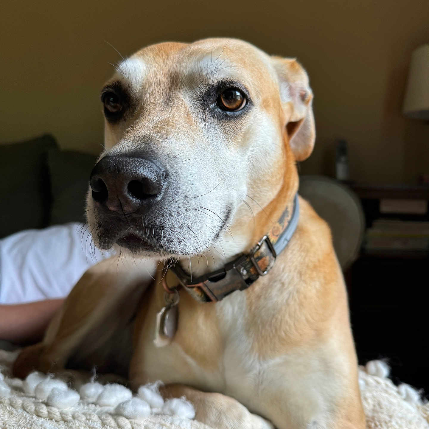 Sunny is registered to the contest to win money with this photo: accessories, animal, beagle, blanket, boxer, bulldog, canine, couch, cushion, dog, furniture, greatdane, homedecor, hound, labradorretriever, pet, pitbull, pointer, puppy, snout
