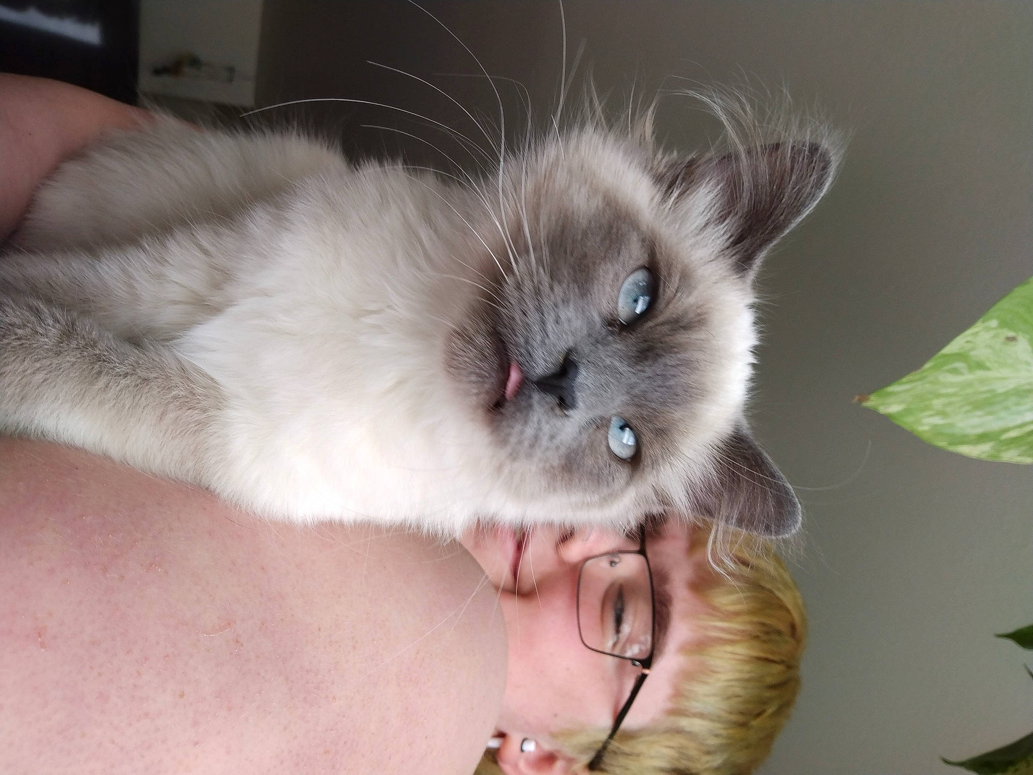 Jewel is registered to the contest to win money with this photo: balinese, birman, carnivore, cat, domestic_short_haired_cat, ear, eye, eyelash, fawn, felidae, fur, iris, nose, paw, siamese, small_to_medium_sized_cats, snout, tail, thai, whiskers