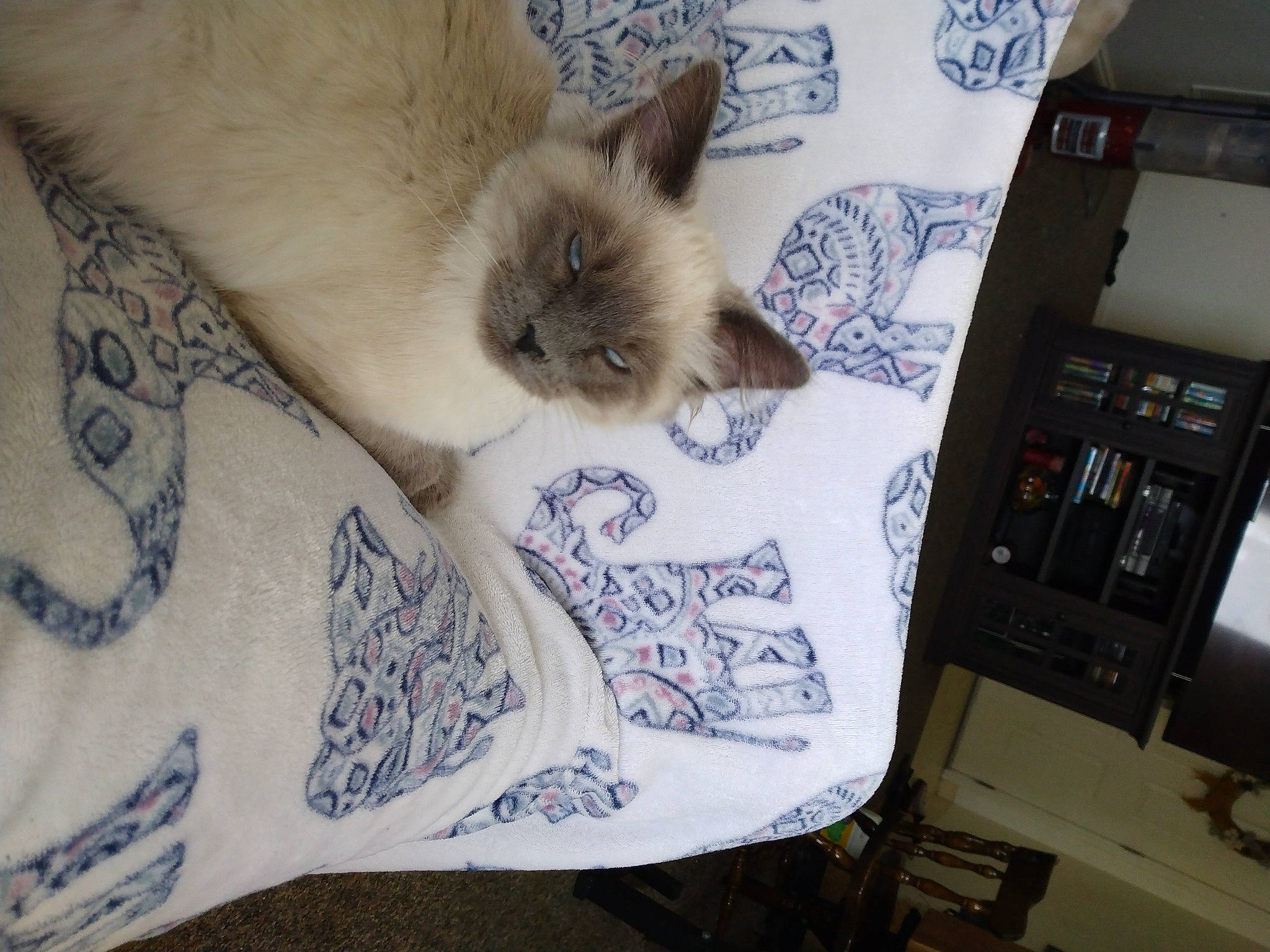 Jewel is registered to the contest to win money with this photo: audio_equipment, balinese, birman, carnivore, cat, domestic_short_haired_cat, fawn, felidae, fur, linens, machine, siamese, small_to_medium_sized_cats, tail, thai, tonkinese, whiskers